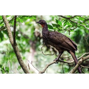 Wild Jacu Bird Peaberry, Brazil